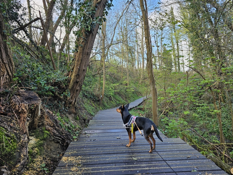 Vlonderpad en vlondertrap in de Wolfsputtten in Dilbeek