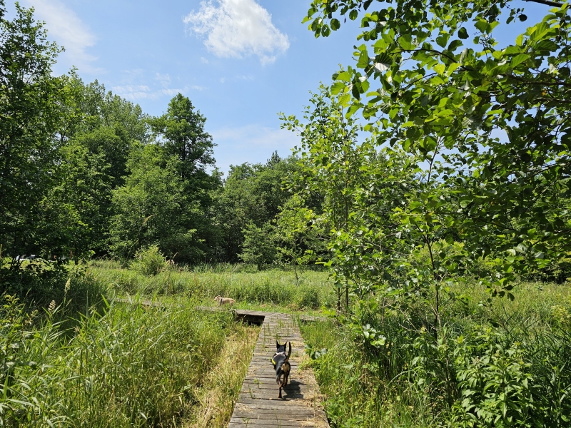 Vlonderpad Lozerheide wandeling