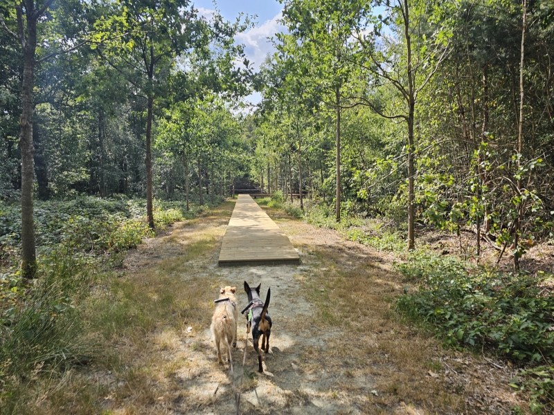 Vlonderpad Vorte bossen in Ruisele