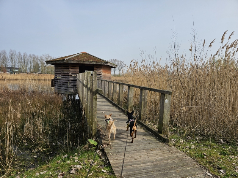 Vogelkijkhut Jutse Plassen