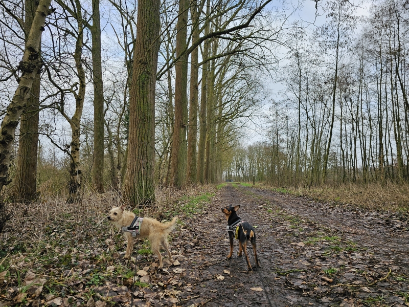 Vorselaar boswandeling Schulpleer Graafweide wandelroute Vorselaar boswandeling Schulpleer Graafweide wandelroute