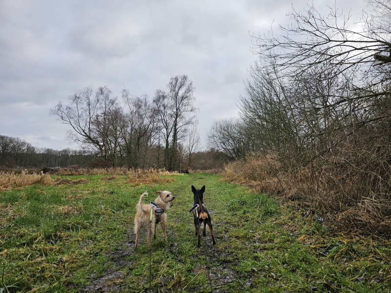 Vorselaar Mie Broos wandeling Vorselaar Mie Broos wandeling