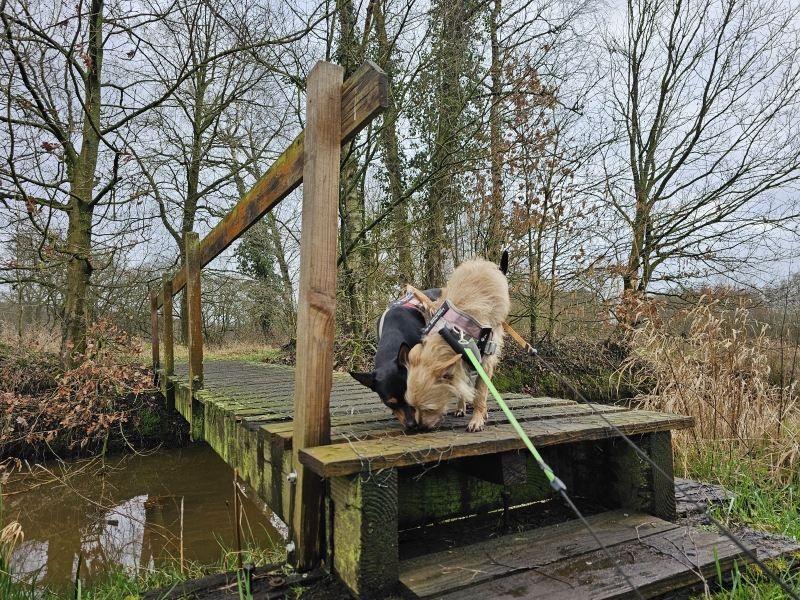 Vorselaar wandelen met hond Vorselaar wandelen met hond