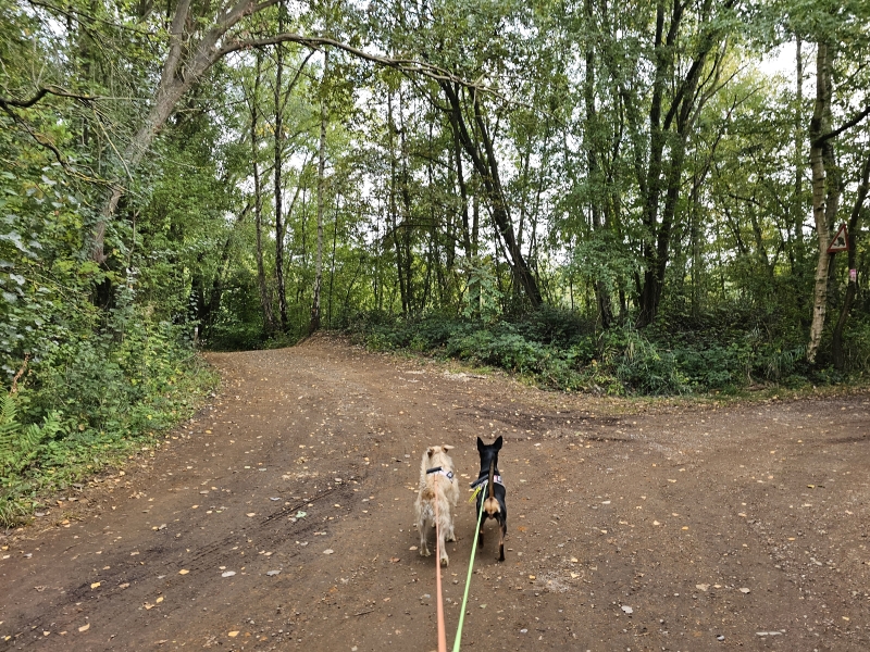 Walenhoek wandeling in Niel