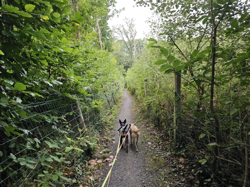 Wandelen Belsele met hond