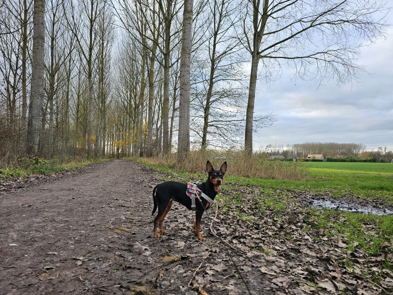 Wandelen Bornem