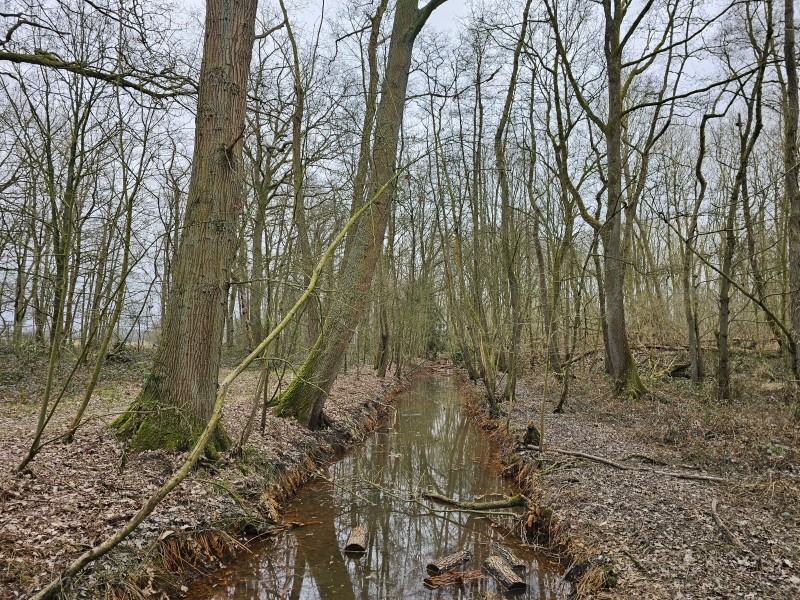 Wandelen Boske van Neeravert in Londerzeel met honden