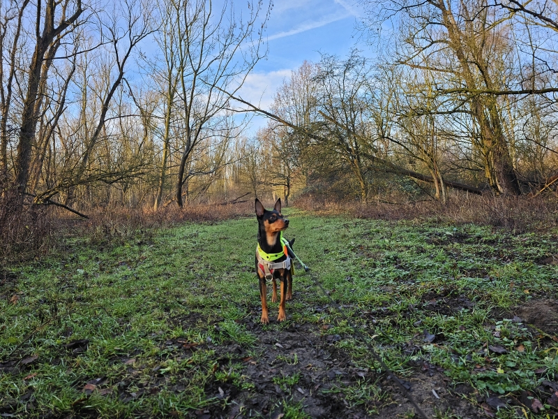 Wandelen Bospolder Ekeren