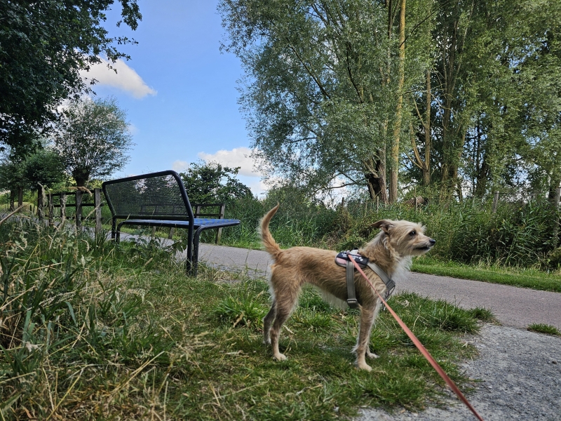 Wandelen Burcht Waasland met hond