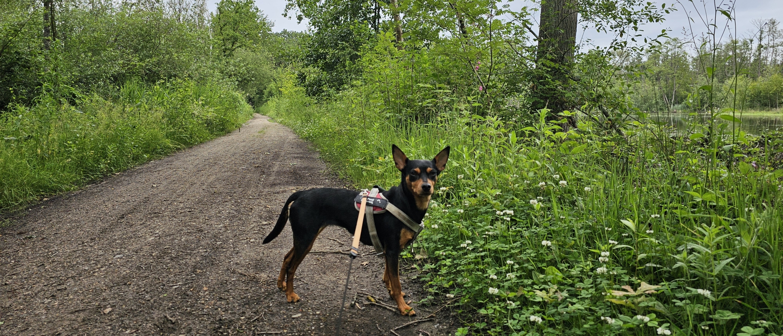 Wandelen door de Calievallei in Lichtaart (Kasterlee, 7,7 km)