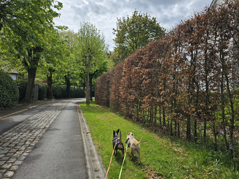 Wandelen door de straten van Sint-Martens-Latem met hond