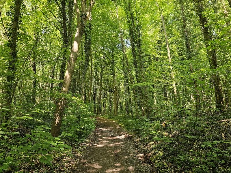 Wandelen door het Bertembos