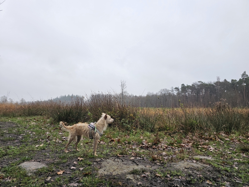 Wandelen door het heideveld in Ursel, Aalter