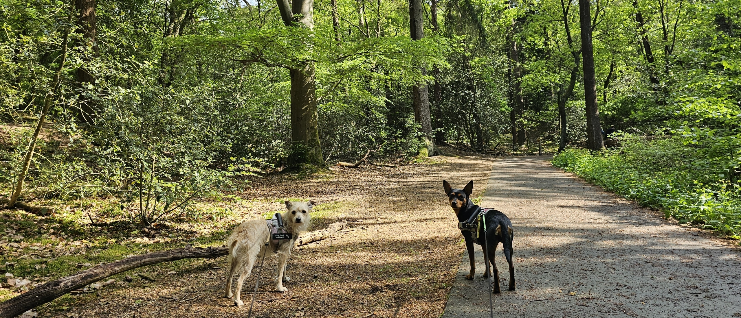 Wandelen door het Klimbos in Appelscha (Nationaal Park drents-friese wold)