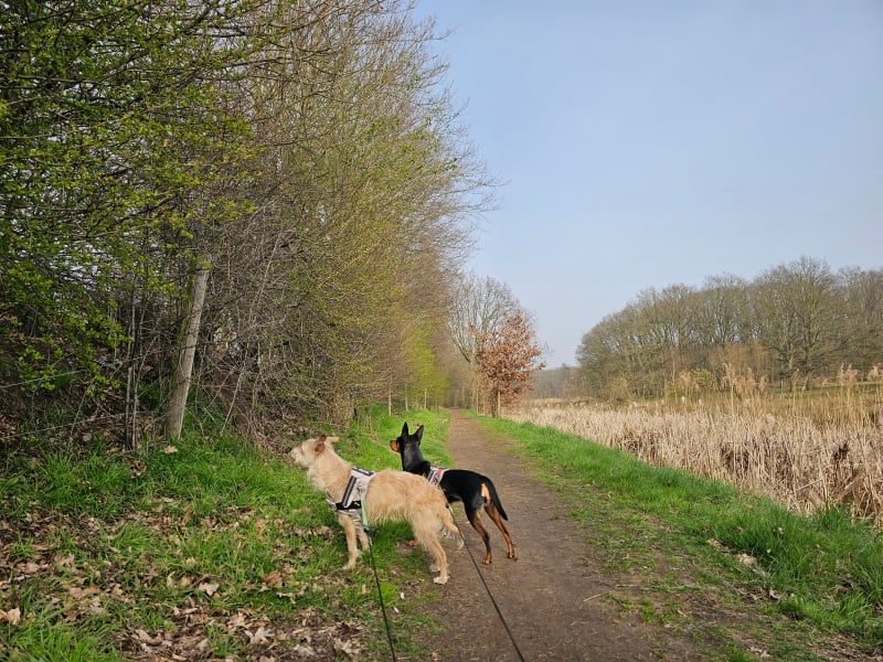 Wandelen Duffel natuur