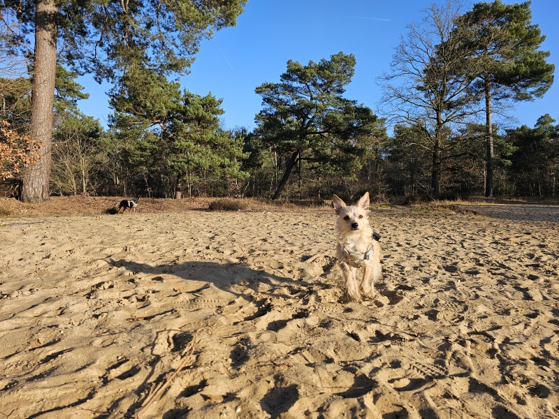 Wandelen en loslopen in de Seterse Bergen in Boswachterij Dorst in Oosterhout
