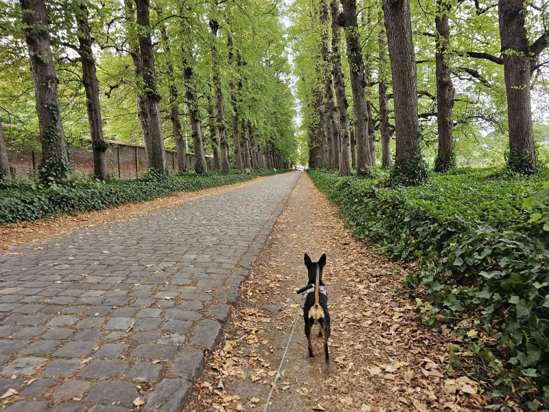 Wandelen Fort 5 en Hof ter Linden in Edegem, provincie Antwerpen met honden