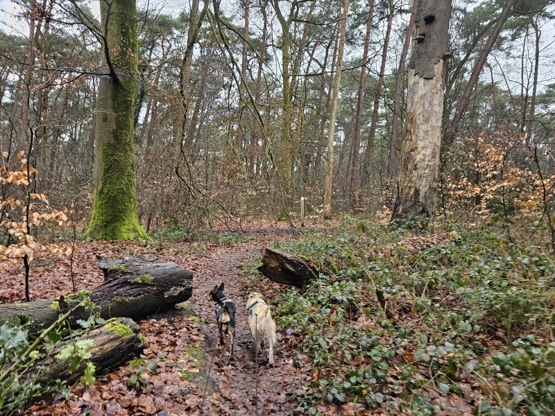 Wandelen Grobbendonk met hond door het bos