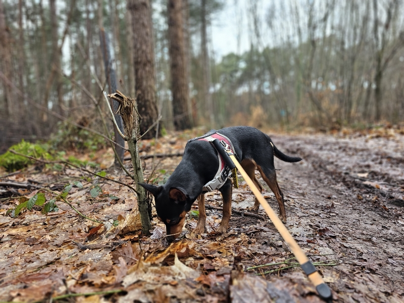 Wandelen Grobbendonk Molenbos 3,7 km met hond