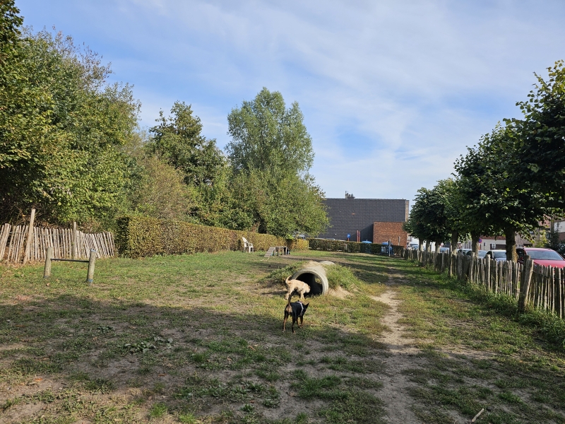 Wandelen Hemiksem park Callebeek met hond Wandelen Hemiksem park Callebeek met hond