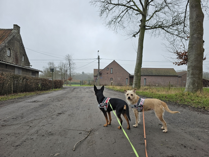 wandelen in Aalter met hond wandelen in Aalter met hond