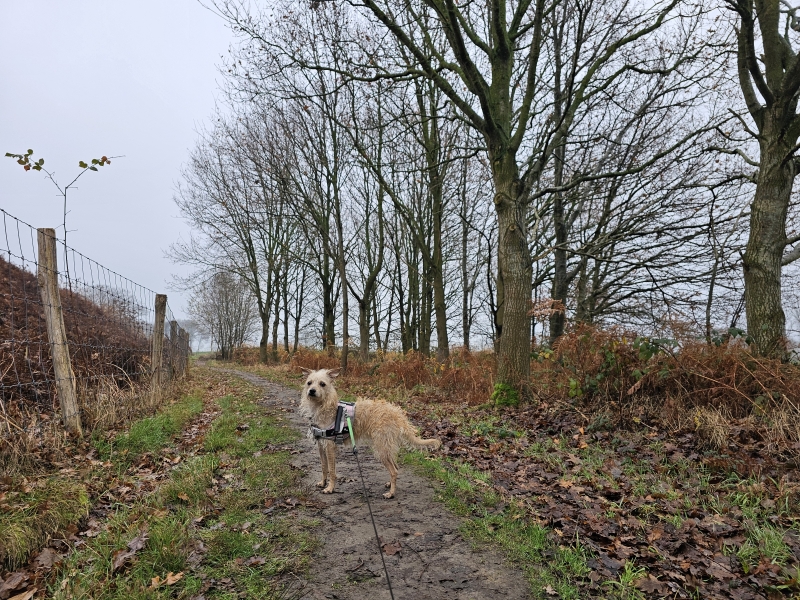 Wandelen in Aalter met hond