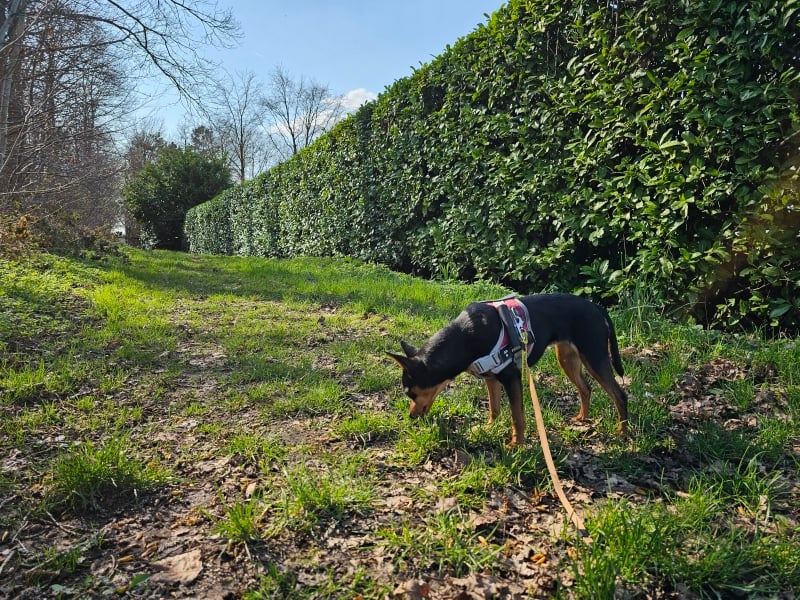 Wandelen in Aalter met hond door het Keigatbos in Ursel Wandelen in Aalter met hond door het Keigatbos in Ursel
