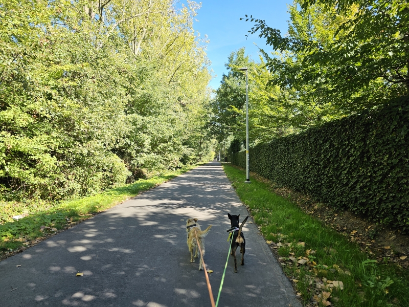 Wandelen in Aartselaar met hond: kasteel Groeningen en park Solhof Wandelen in Aartselaar met hond: kasteel Groeningen en park Solhof