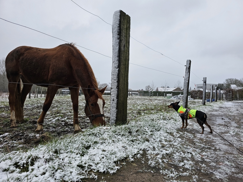 Wandelen in Affligem en Aalst langs enkele paarden op hun weilanden
