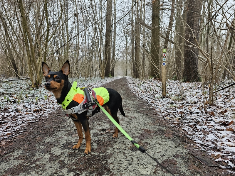 Wandelen in Affligem in de winter: Het Kluizenbos met besneeuwde vlonderpaden