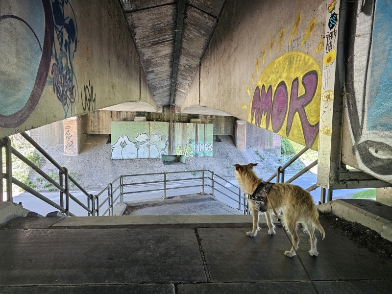 Wandelen in Afsnee met hond: de Goedingebrug Wandelen in Afsnee met hond: de Goedingebrug