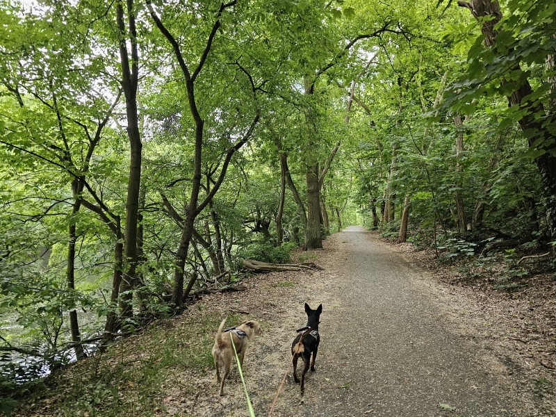 Wandelen in Antwerpen met hond