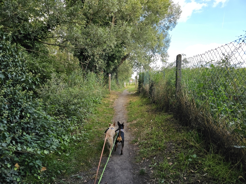 Wandelen in Appels met hond