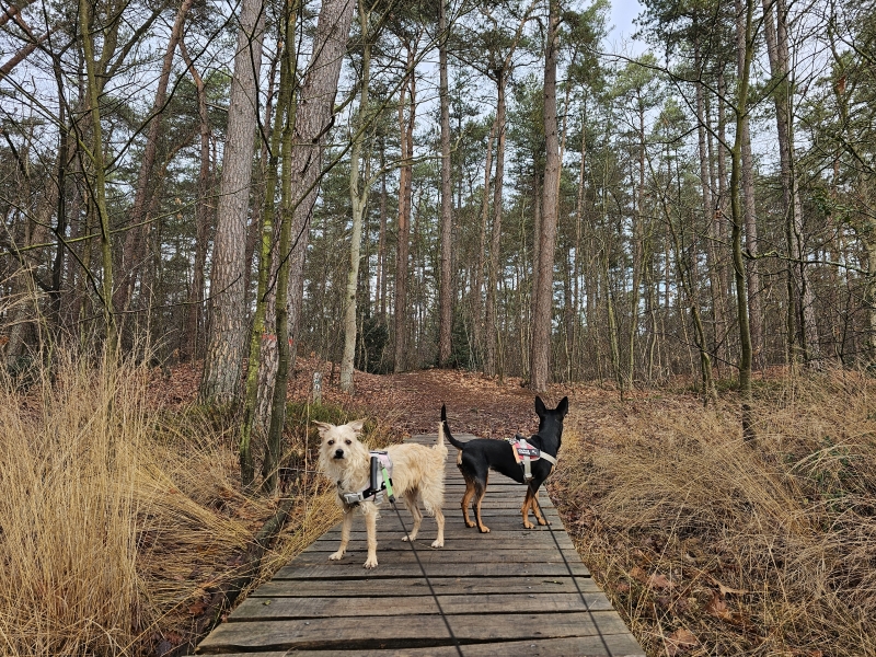 Wandelen in Beringen met hond Koersels Kapelleke Wandelen in Beringen met hond Koersels Kapelleke
