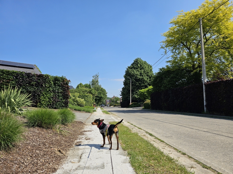 Wandelen in Bertem met hond