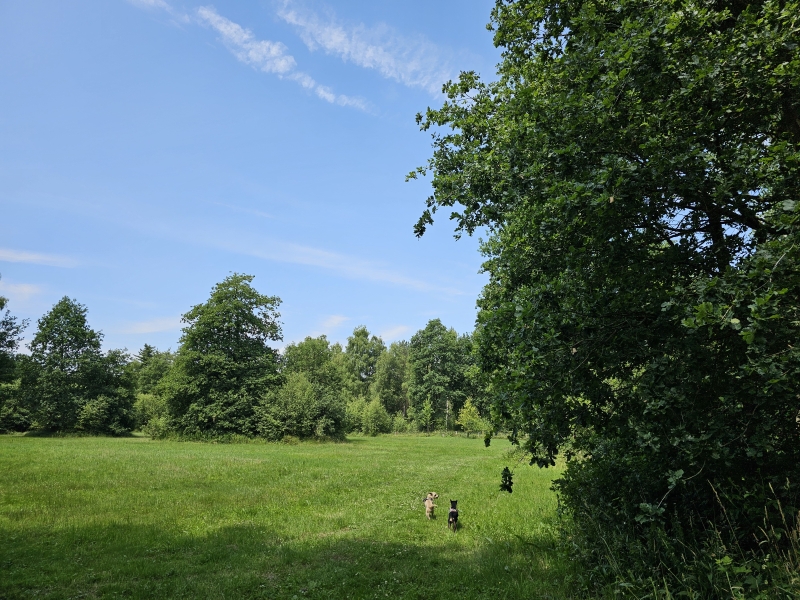 Wandelen in Bocholt De Lozerheide loslopen