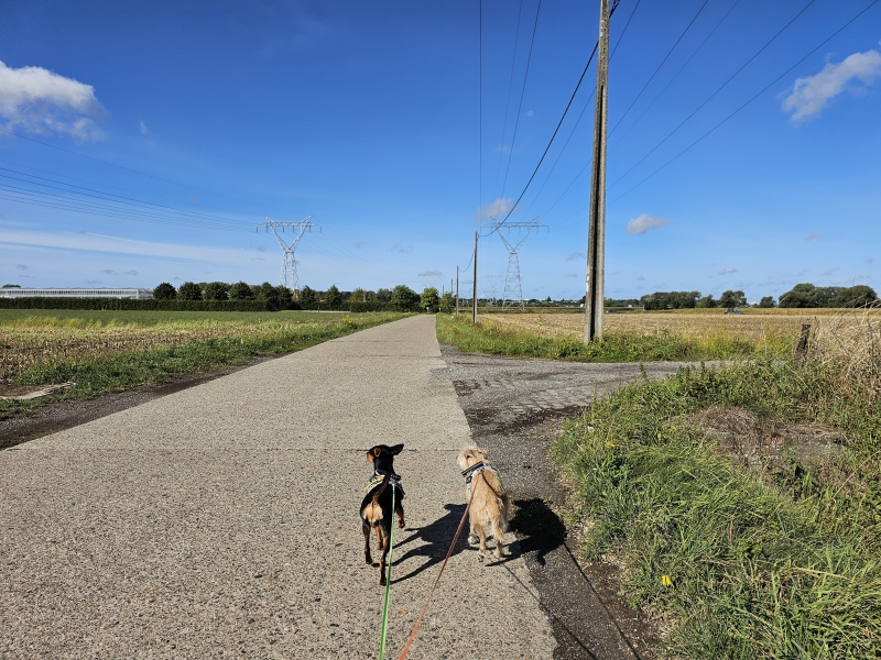 Wandelen in Boechout met hond