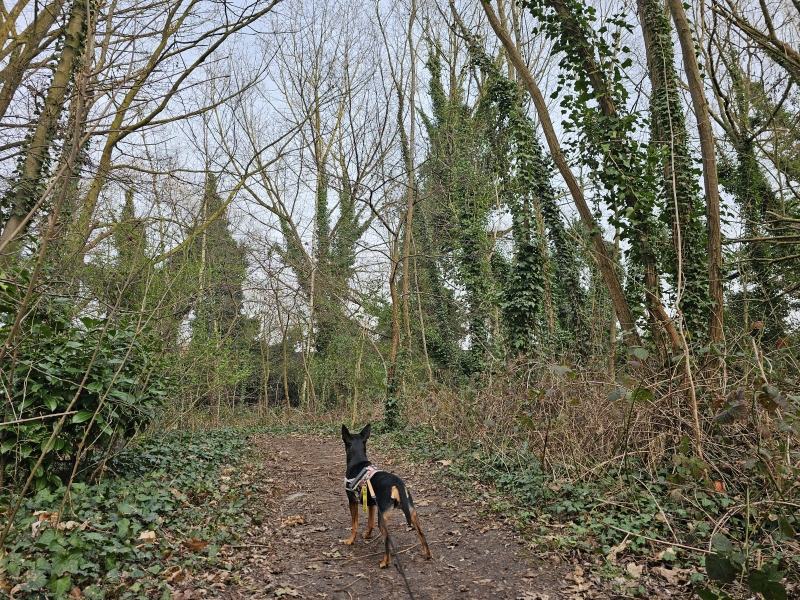 Wandelen in Boom Bos N Wandelen in Boom Bos N