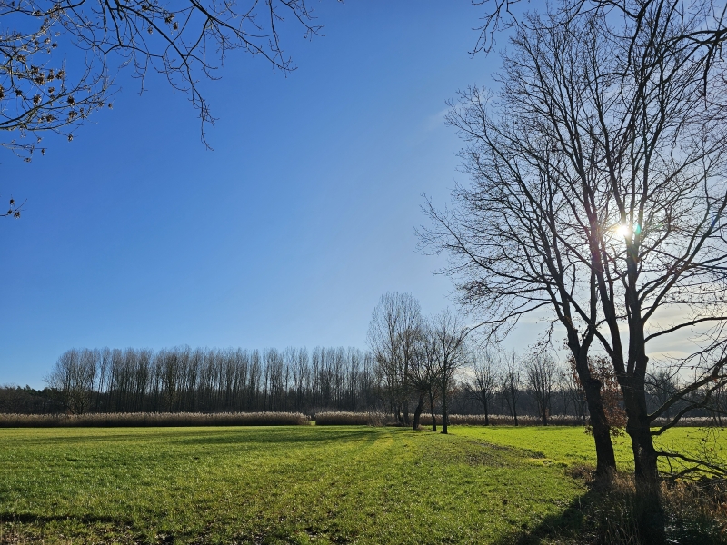 Wandelen in Boortmeerbeek met hond: het Boortmeerbeeks Broek