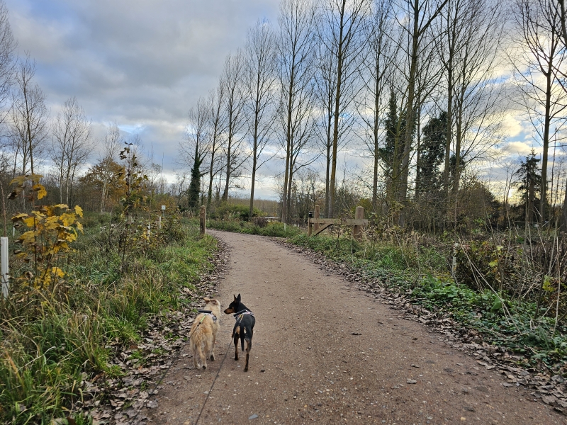Wandelen in Bornem met hond: Graafschap, nonnenbos en stiltegebied