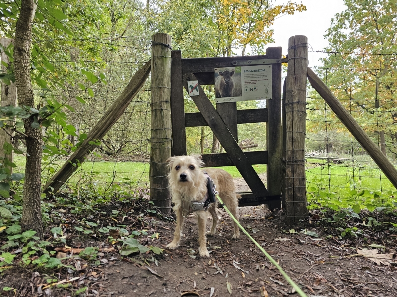 Wandelen in Borsbeek met hond Wandelen in Borsbeek met hond