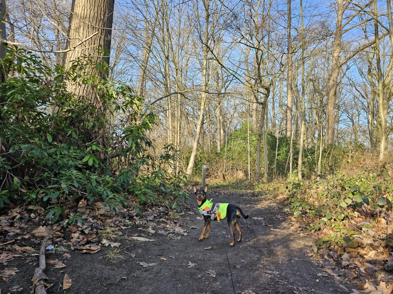 Wandelen in Brasschaat: Park en Peerdsbos
