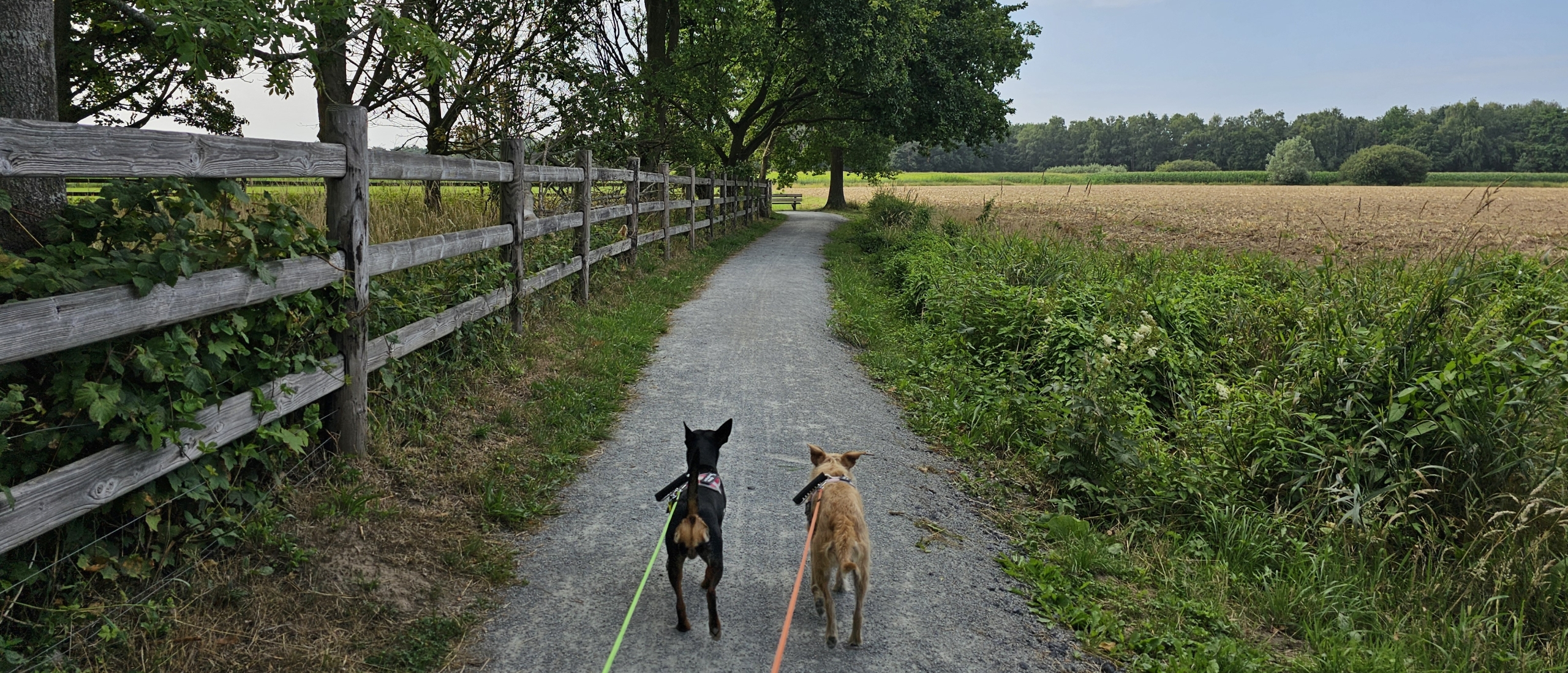 Wandelen in De Bezekoek in Belsele, Sint-Niklaas met honden