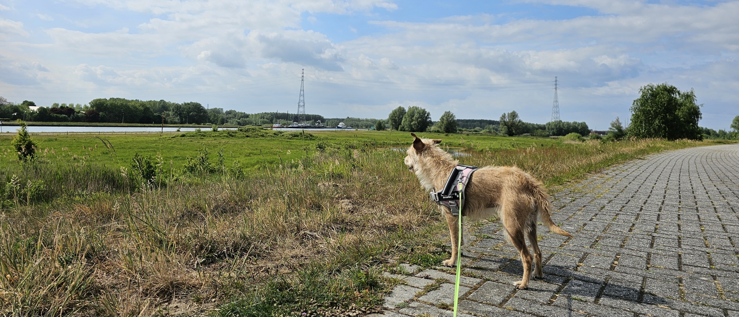 Wandelen in de natuur en langs het water op het Noordelijk Eiland in Wintam, Bornem met honden