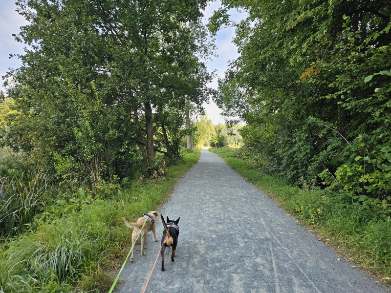 Wandelen in de Vinerhoutse bossen in Vinderhoute, Drongen en Mariakerke met honden
