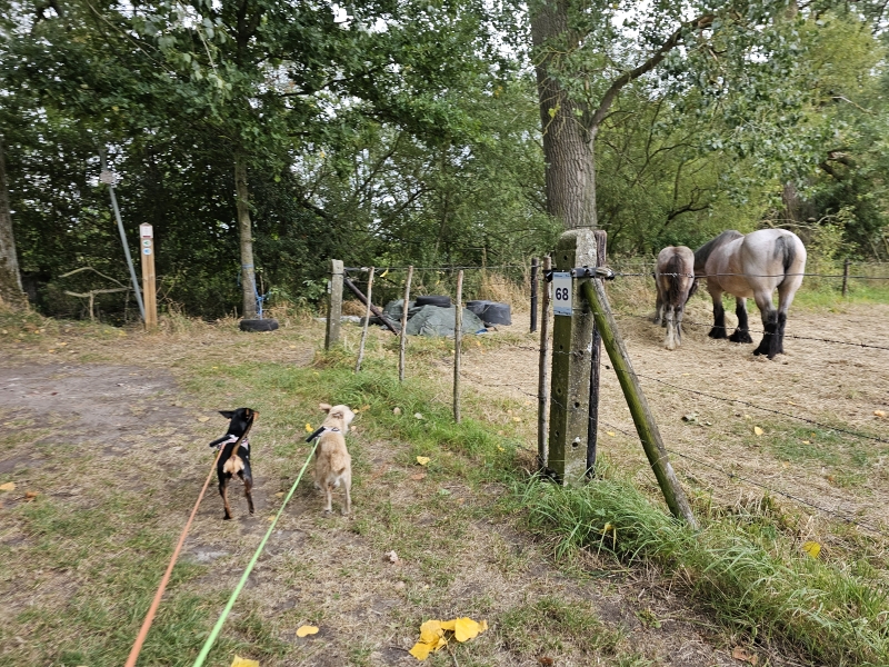 Wandelen in Denderbelle: Rondom Belle wandelroute met hond Wandelen in Denderbelle: Rondom Belle wandelroute met hond