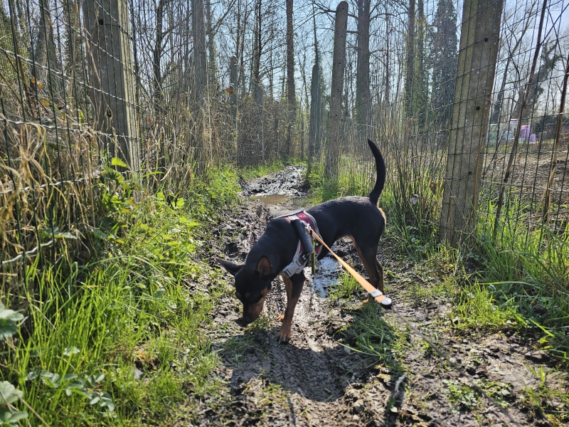 Wandelen in Denderhoutem, haaltert: Vondelhof en natuurgebied Keelman-Zuid Wandelen in Denderhoutem, haaltert: Vondelhof en natuurgebied Keelman-Zuid