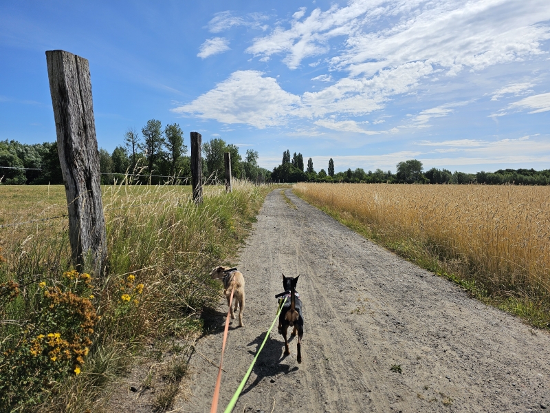 Wandelen in Dendermonde met hond wandelroute Wandelen in Dendermonde met hond wandelroute