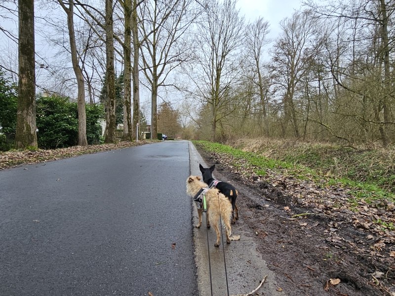 Wandelen in Destelbergen met hond