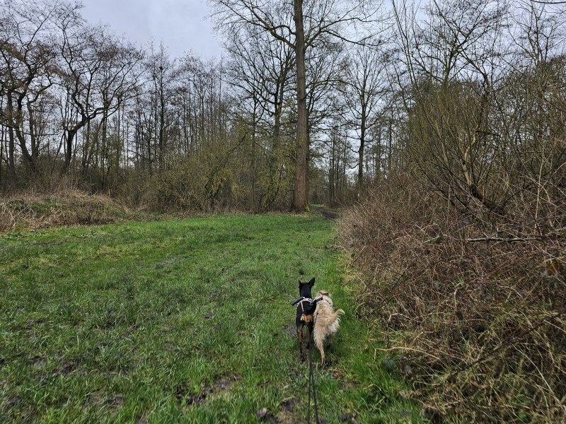 Wandelen in Destelbergen natuur